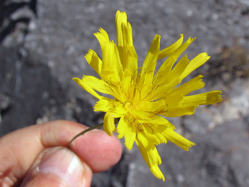 Hieracium porrifolium / Sparviere a foglie sottili